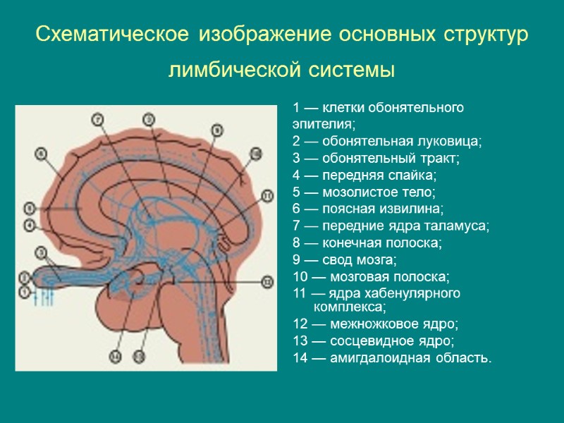 Схематическое изображение основных структур лимбической системы  1 — клетки обонятельного эпителия;  2